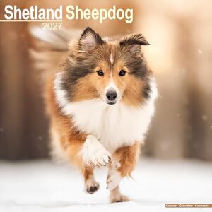 Avonside Publishing Ltd Shetland Sheepdog 2027 Calendar Square Wall Calendar Dog Breed Gift Plastic Free Packaging by Avonside Publishing Avonside Publishing Ltd Shetland Sheepdog 2027 Calendar Square Wall Calendar Dog Breed Gift Plastic Free Packaging by Avonside Publishing