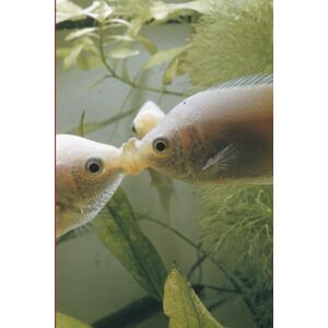 BOOKS, EWERYDAY Fishing Word Search Puzzle Book: Word Searches with Easy to Read Print about Bass Fishing, Fly Fishing, canoe tours, fishing Adventure and More 6x9 ... Gift Adults for Vacations, and Free Times BOOKS, EWERYDAY Fishing Word Search Puzzle Book: Word Searches with Easy to Read Print about Bass Fishing, Fly Fishing, canoe tours, fishing Adventure and More 6x9 ... Gift Adults for Vacations, and Free Times