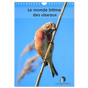 Martzel, Thomas Le monde intime des oiseaux (Calendrier mural 2026 DIN A4 horizontal), CALVENDO calendrier mensuel: Un calendrier élégant qui vous ouvre les portes du ... grâce et leurs instants les plus secrets. Martzel, Thomas Le monde intime des oiseaux (Calendrier mural 2026 DIN A4 horizontal), CALVENDO calendrier mensuel: Un calendrier élégant qui vous ouvre les portes du ... grâce et leurs instants les plus secrets.