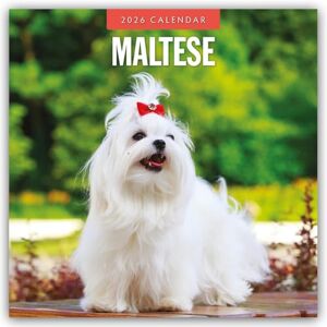Red Robin Maltese 2026 Square Wall Calendar Red Robin Maltese 2026 Square Wall Calendar