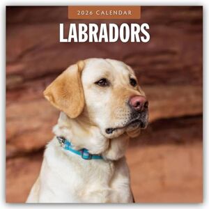 Red Robin Labradors 2026 Square Wall Calendar Red Robin Labradors 2026 Square Wall Calendar