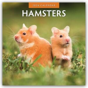 Red Robin Hamsters 2026 Square Wall Calendar Red Robin Hamsters 2026 Square Wall Calendar