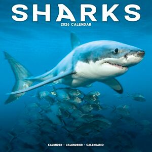 Avonside Publishing Ltd Sharks 2026 Calendar Square Wall Calendar Animal, Predator, Sealife Gift Plastic Free Packaging by Avonside Publishing Avonside Publishing Ltd Sharks 2026 Calendar Square Wall Calendar Animal, Predator, Sealife Gift Plastic Free Packaging by Avonside Publishing