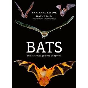Taylor Bats: An illustrated guide to all species Taylor Bats: An illustrated guide to all species