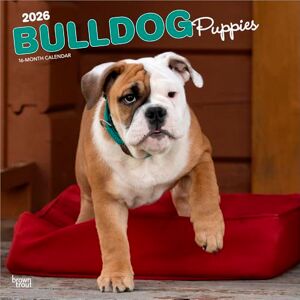 Publishers, Browntrout Bulldog Puppies 2026 12 x 24 Inch (Hanging) Monthly Square Wall Calendar Plastic-Free BrownTrout Animals Dog Breeds Publishers, Browntrout Bulldog Puppies 2026 12 x 24 Inch (Hanging) Monthly Square Wall Calendar Plastic-Free BrownTrout Animals Dog Breeds