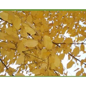 Chan, Dr Willie Tales from the Land of Fire and Ice:A Collection of Icelandic Fables: Straeon o Wlad Tân a Rhew: Casgliad o chwedlau Gwlad yr Iâ Chan, Dr Willie Tales from the Land of Fire and Ice:A Collection of Icelandic Fables: Straeon o Wlad Tân a Rhew: Casgliad o chwedlau Gwlad yr Iâ