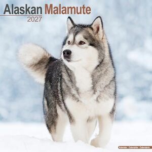 Avonside Publishing Ltd Alaskan Malamute 2027 Calendar Square Wall Calendar Dog Breed Gift Plastic Free Packaging by Avonside Publishing Avonside Publishing Ltd Alaskan Malamute 2027 Calendar Square Wall Calendar Dog Breed Gift Plastic Free Packaging by Avonside Publishing