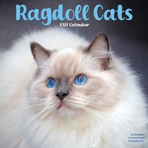 Avonside Publishing Ltd Ragdoll Cats 2027 Calendar Square Wall Calendar Cat Gift Plastic Free Packaging by Avonside Publishing Avonside Publishing Ltd Ragdoll Cats 2027 Calendar Square Wall Calendar Cat Gift Plastic Free Packaging by Avonside Publishing