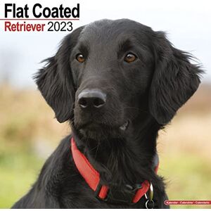 AVONSIDE Flatcoated Retriever Calendar 2023 Square Dog Breed Wall Calendar 16 Month AVONSIDE Flatcoated Retriever Calendar 2023 Square Dog Breed Wall Calendar 16 Month