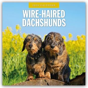 Red Robin Wire-haired Dachshunds 2026 Square Wall Calendar Red Robin Wire-haired Dachshunds 2026 Square Wall Calendar