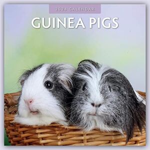 Red Robin Publishing Ltd. Guinea Pigs 2024 Square Wall Calendar Red Robin Publishing Ltd. Guinea Pigs 2024 Square Wall Calendar