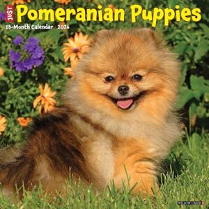 Willow Creek Press Pomeranian Puppies 2026 12 X 12 Wall Calendar Willow Creek Press Pomeranian Puppies 2026 12 X 12 Wall Calendar