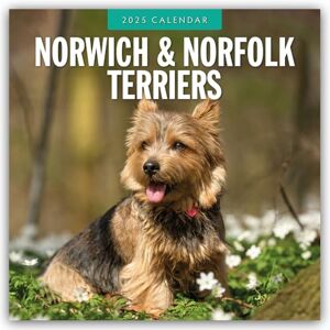 Browntrout Verlags GmbH Norwich-/ Norfolk Terriers 2025 Square Wall Calendar Browntrout Verlags GmbH Norwich-/ Norfolk Terriers 2025 Square Wall Calendar