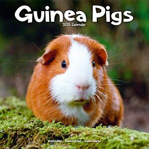 Avonside Publishing Ltd Guinea Pigs Calendar 2024 Square Animal Wall Calendar 16 Month Avonside Publishing Ltd Guinea Pigs Calendar 2024 Square Animal Wall Calendar 16 Month