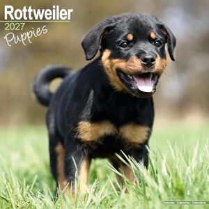 Avonside Publishing Ltd Rottweiler Puppies 2027 Calendar Square Wall Calendar Puppy Gift Plastic Free Packaging by Avonside Publishing Avonside Publishing Ltd Rottweiler Puppies 2027 Calendar Square Wall Calendar Puppy Gift Plastic Free Packaging by Avonside Publishing