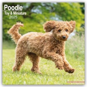 AVONSIDE Poodle (Toy & Miniature) 2025 Square Wall Calendar Dog Breed Calendar AVONSIDE Poodle (Toy & Miniature) 2025 Square Wall Calendar Dog Breed Calendar