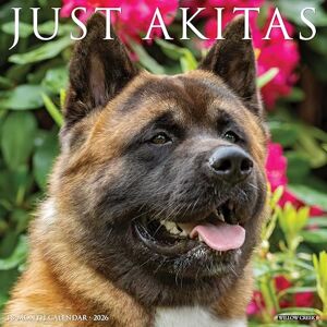 Willow Creek Press Akitas 2026 12 X 12 Wall Calendar Willow Creek Press Akitas 2026 12 X 12 Wall Calendar