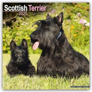 AVONSIDE Scottish Terrier 2025 Square Wall Calendar Dog Breed Calendar AVONSIDE Scottish Terrier 2025 Square Wall Calendar Dog Breed Calendar