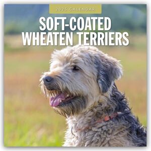 Red Robin Publishing Ltd. Soft-Coated Wheaten Terriers 2025 Square Wall Calendar Red Robin Publishing Ltd. Soft-Coated Wheaten Terriers 2025 Square Wall Calendar