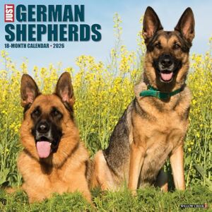 Willow Creek Press German Shepherds 2026 12 X 12 Wall Calendar Willow Creek Press German Shepherds 2026 12 X 12 Wall Calendar
