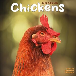 Avonside Publishing Ltd Chickens 2027 Calendar Square Wall Calendar Bird Gift Plastic Free Packaging by Avonside Publishing Avonside Publishing Ltd Chickens 2027 Calendar Square Wall Calendar Bird Gift Plastic Free Packaging by Avonside Publishing