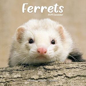 Avonside Publishing Ltd Ferrets Calendar 2024 Square Animal Wall Calendar 16 Month Avonside Publishing Ltd Ferrets Calendar 2024 Square Animal Wall Calendar 16 Month