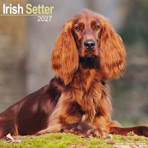 Avonside Publishing Ltd Irish Setter 2027 Calendar Square Wall Calendar Dog Breed Gift Plastic Free Packaging by Avonside Publishing Avonside Publishing Ltd Irish Setter 2027 Calendar Square Wall Calendar Dog Breed Gift Plastic Free Packaging by Avonside Publishing