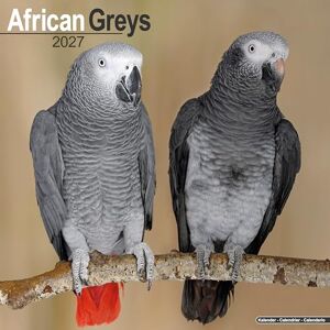 Avonside Publishing Ltd African Greys 2027 Calendar Square Wall Calendar Bird Gift Plastic Free Packaging by Avonside Publishing Avonside Publishing Ltd African Greys 2027 Calendar Square Wall Calendar Bird Gift Plastic Free Packaging by Avonside Publishing