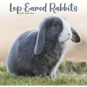 AVONSIDE Rabbits Lop Eared 2025 Square Wall Calendar Animal, Wildlife Calendar ENGLISH EDITION AVONSIDE Rabbits Lop Eared 2025 Square Wall Calendar Animal, Wildlife Calendar ENGLISH EDITION