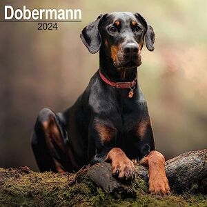 AVONSIDE Dobermann (Euro) Calendar 2024 Square Dog Breed Wall Calendar 16 Month AVONSIDE Dobermann (Euro) Calendar 2024 Square Dog Breed Wall Calendar 16 Month