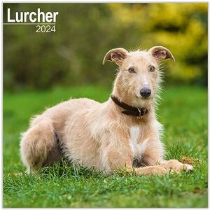 AVONSIDE Lurcher Calendar 2024 Square Dog Breed Wall Calendar 16 Month AVONSIDE Lurcher Calendar 2024 Square Dog Breed Wall Calendar 16 Month