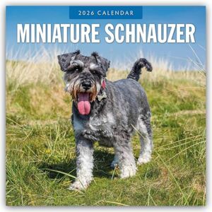 Red Robin Miniature Schnauzer 2026 Square Wall Calendar Red Robin Miniature Schnauzer 2026 Square Wall Calendar