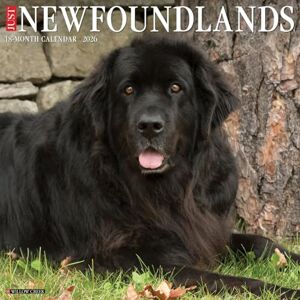 Willow Creek Press Newfoundlands 2026 Wall Calendar Willow Creek Press Newfoundlands 2026 Wall Calendar
