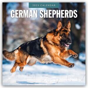Red Robin German Shepherds 2025 Square Wall Calendar Red Robin German Shepherds 2025 Square Wall Calendar