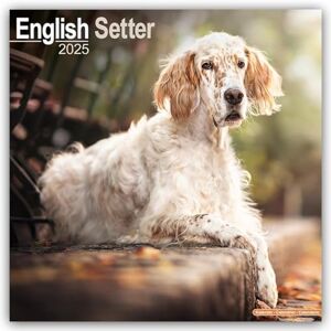 AVONSIDE English Setter 2025 Square Wall Calendar Dog Breed Calendar AVONSIDE English Setter 2025 Square Wall Calendar Dog Breed Calendar