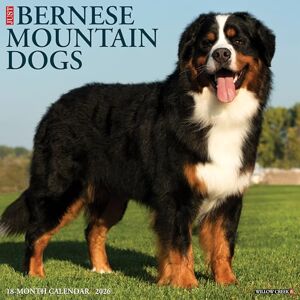 Willow Creek Press Bernese Mountain Dogs 2026 Wall Calendar Willow Creek Press Bernese Mountain Dogs 2026 Wall Calendar