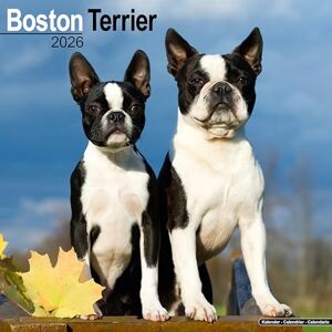 Avonside Publishing Ltd Boston Terrier 2026 Calendar Square Wall Calendar Dog Breed Gift Plastic Free Packaging by Avonside Publishing Avonside Publishing Ltd Boston Terrier 2026 Calendar Square Wall Calendar Dog Breed Gift Plastic Free Packaging by Avonside Publishing