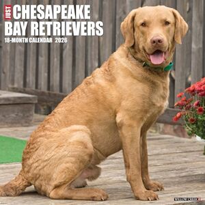 Willow Creek Press Chesapeake Bay Retrievers 2026 12 X 12 Wall Calendar Willow Creek Press Chesapeake Bay Retrievers 2026 12 X 12 Wall Calendar