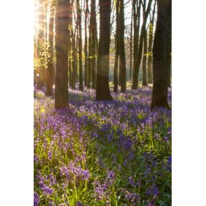 Notebooks, BB's Noteworthy Bluebell Notebook: A 6x9 Inch Matte Hardcover Journal Notebook with 240 lined pages and Bluebell Themed cover Notebooks, BB's Noteworthy Bluebell Notebook: A 6x9 Inch Matte Hardcover Journal Notebook with 240 lined pages and Bluebell Themed cover