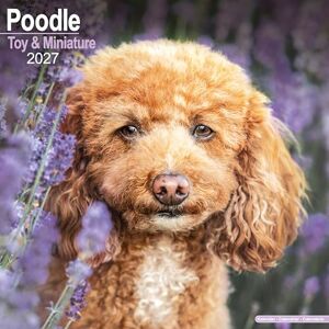 Avonside Publishing Ltd Toy & Miniature Poodle 2027 Calendar Square Wall Calendar Dog Breed Gift Plastic Free Packaging by Avonside Publishing Avonside Publishing Ltd Toy & Miniature Poodle 2027 Calendar Square Wall Calendar Dog Breed Gift Plastic Free Packaging by Avonside Publishing