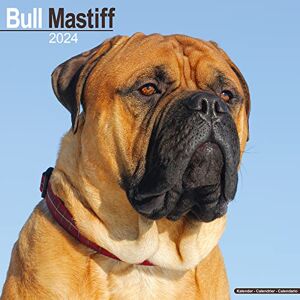 AVONSIDE Bull Mastiff Calendar 2024 Square Dog Breed Wall Calendar 16 Month AVONSIDE Bull Mastiff Calendar 2024 Square Dog Breed Wall Calendar 16 Month