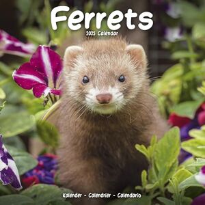 AVONSIDE Ferrets 2025 Square Wall Calendar Animal, Wildlife Calendar AVONSIDE Ferrets 2025 Square Wall Calendar Animal, Wildlife Calendar