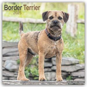 AVONSIDE Border Terrier 2025 Square Wall Calendar Dog Breed Calendar AVONSIDE Border Terrier 2025 Square Wall Calendar Dog Breed Calendar