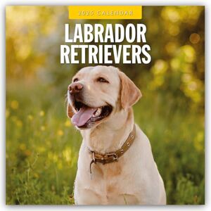 Red Robin Labrador Retrievers 2025 Square Wall Calendar Red Robin Labrador Retrievers 2025 Square Wall Calendar