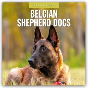 Red Robin Publishing Belgian Shepherd Dogs 2025 Square Wall Calendar Red Robin Publishing Belgian Shepherd Dogs 2025 Square Wall Calendar
