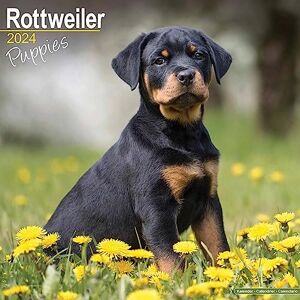 AVONSIDE Rottweiler Puppies Calendar 2024 Square Dog Puppy Breed Wall Calendar 16 Month AVONSIDE Rottweiler Puppies Calendar 2024 Square Dog Puppy Breed Wall Calendar 16 Month