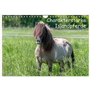 CALVENDO Charakterstarke Islandpferde (Wandkalender 2024 DIN A4 quer), Monatskalender CALVENDO Charakterstarke Islandpferde (Wandkalender 2024 DIN A4 quer), Monatskalender