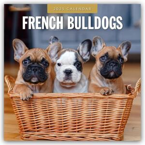 Red Robin French Bulldogs 2025 Square Wall Calendar Red Robin French Bulldogs 2025 Square Wall Calendar