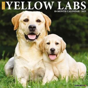 Willow Creek Just Yellow Labs 2023 Wall Calendar Willow Creek Just Yellow Labs 2023 Wall Calendar