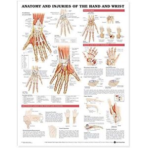 Lippincott Williams & Wilkins Anatomical Chart Anatomy and Injuries of the Hand and Wrist Lippincott Williams & Wilkins Anatomical Chart Anatomy and Injuries of the Hand and Wrist